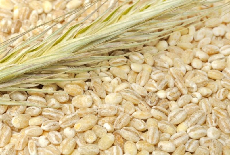Barley