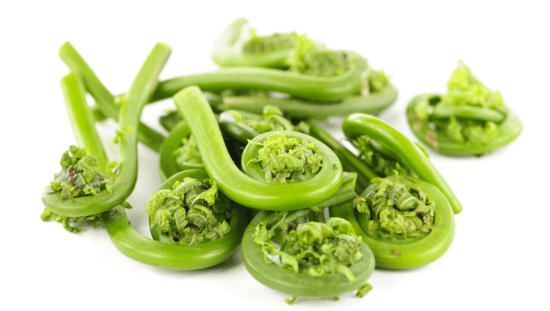 Fiddlehead Ferns