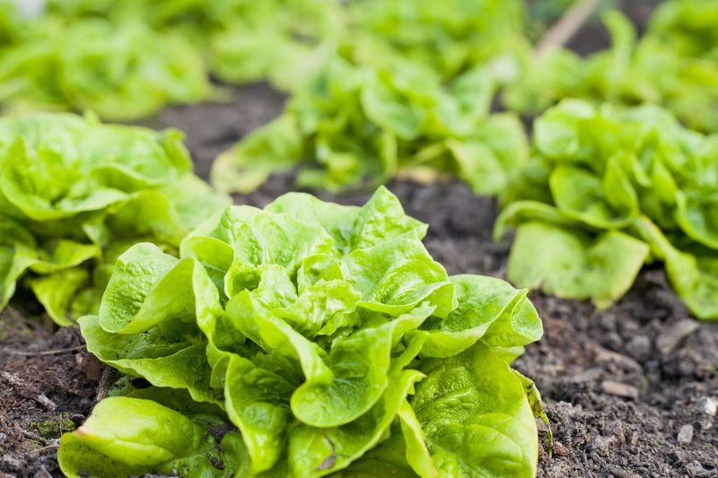 Lettuce: The Salad Bowl Essential