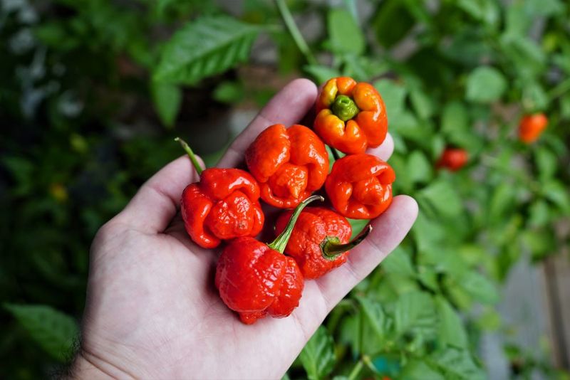 Trinidad Moruga Scorpion - The Caribbean Fireball