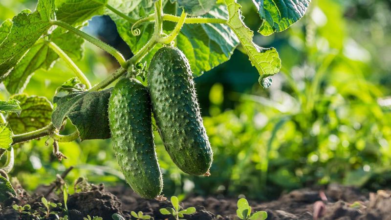 Cucumbers: Cool And Crisp Refreshers
