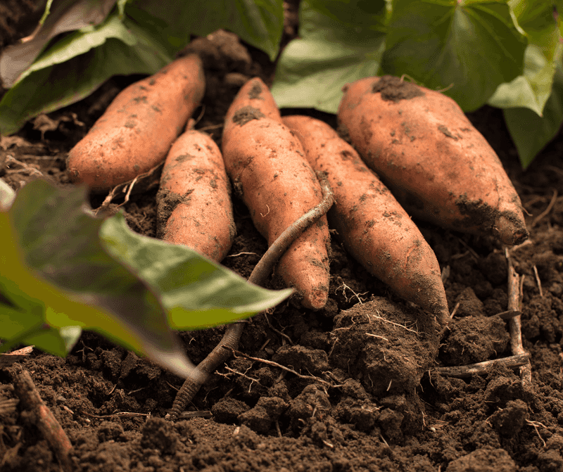 Sweet Potatoes: Nutritional Goldmine