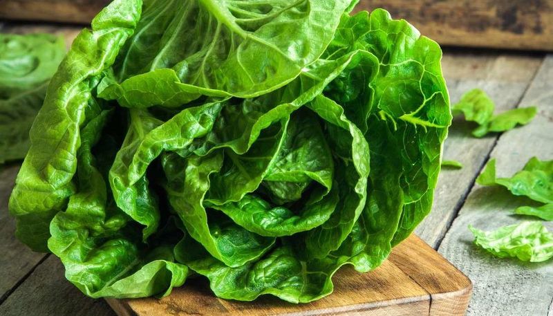 Rich In Nutrients