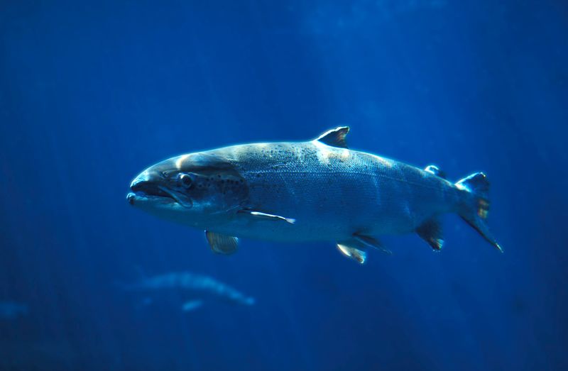 Genetically Modified Salmon (Frankenfish)