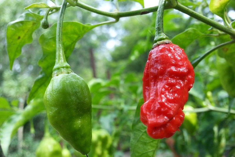 Naga Morich - The Bangladeshi Flamethrower