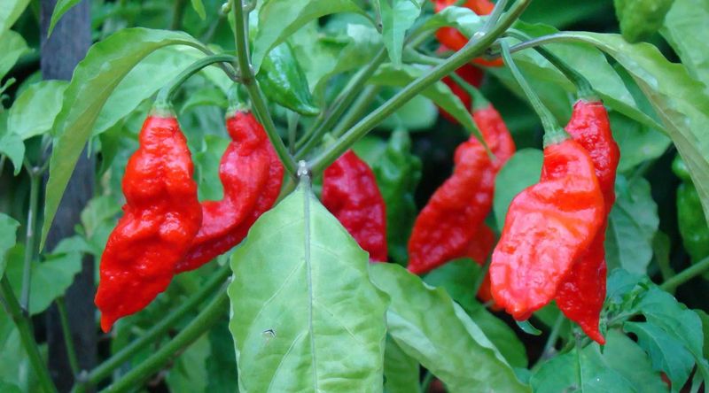 Ghost Pepper