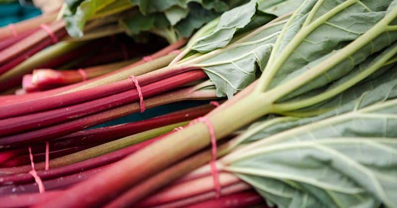 Rhubarb's Hidden Danger For Stone Formers