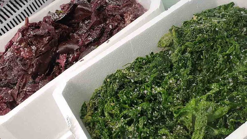 Proper Seaweed