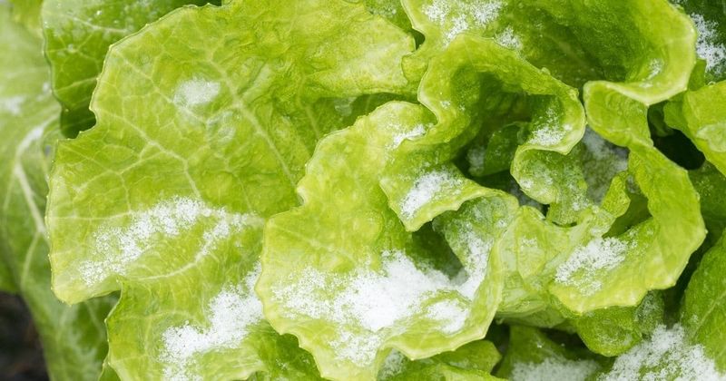 Lettuce