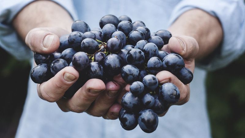 Grapes - Protecting Blood Vessels