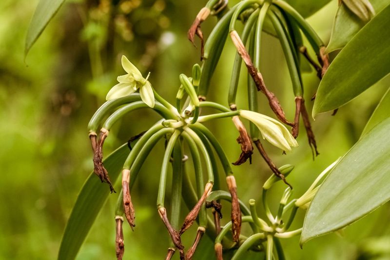 Expansion To Madagascar And Beyond