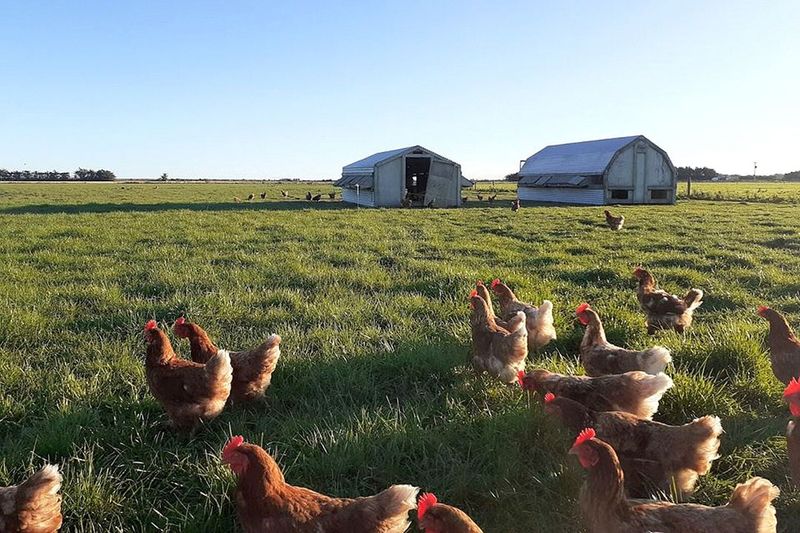 Free-Range Eggs