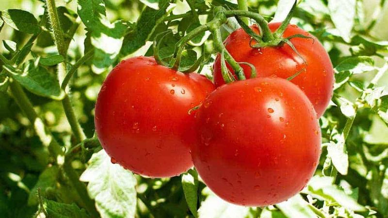 Tomatoes Were Once Thought To Be Poisonous
