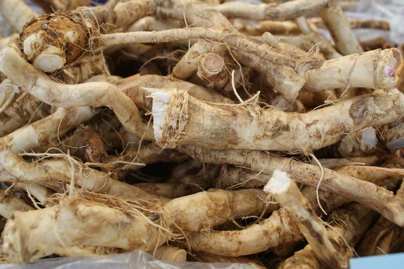 Horseradish