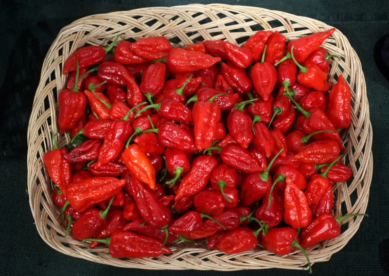 Dorset Naga - The English Garden Inferno