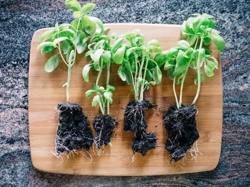 Herbs In Bunches