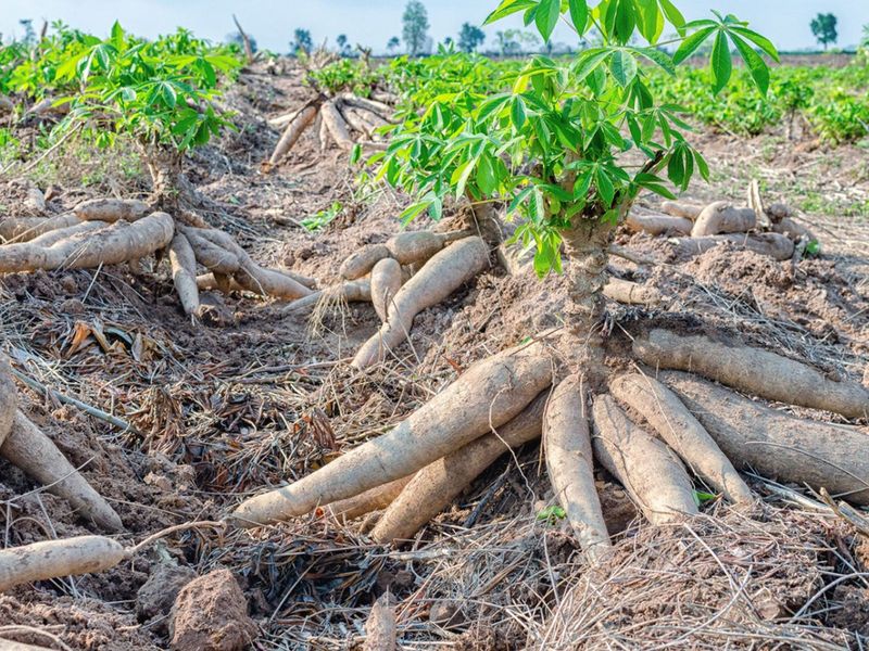 Cassava: Tropical Sustenance Superstar