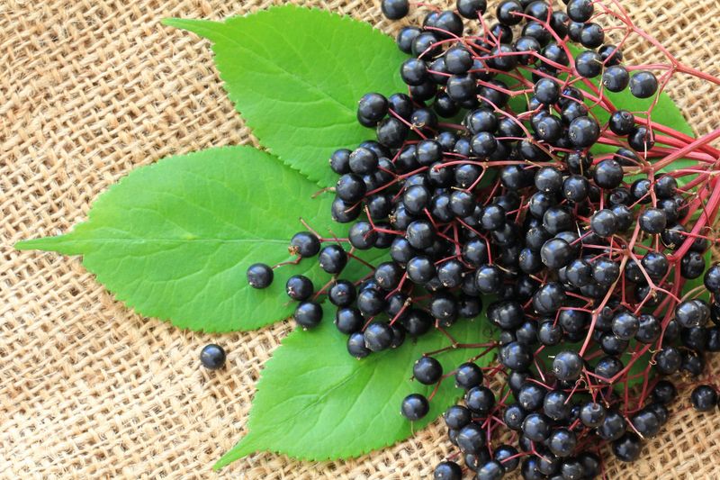 Elderberries