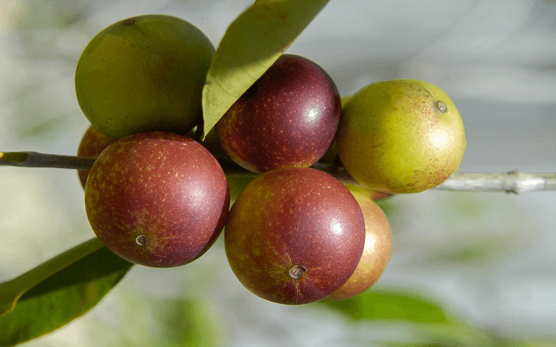 Camu Camu
