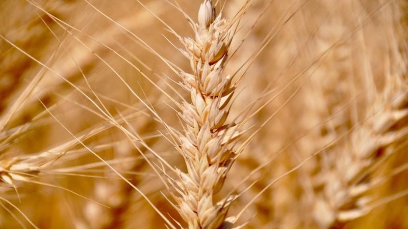 Wheat