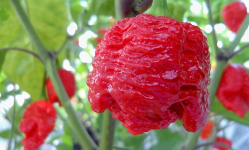 7 Pot Brain Strain - The Mind-Melting Mutant