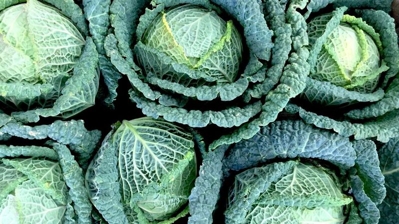 Cabbage And Brassicas: The Leafy Powerhouses