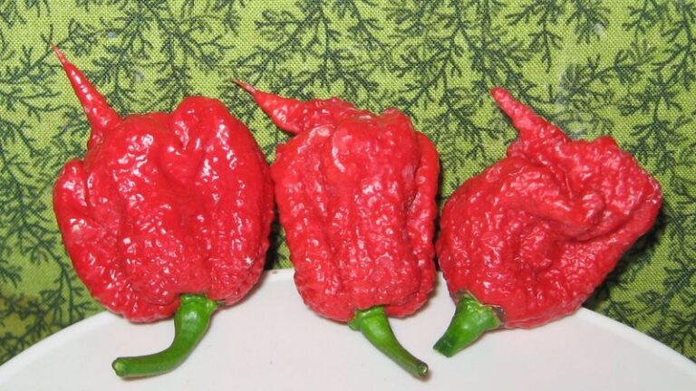 The Top 10 Hottest Chili Peppers In The World