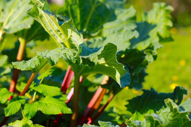 Rhubarb Leaves