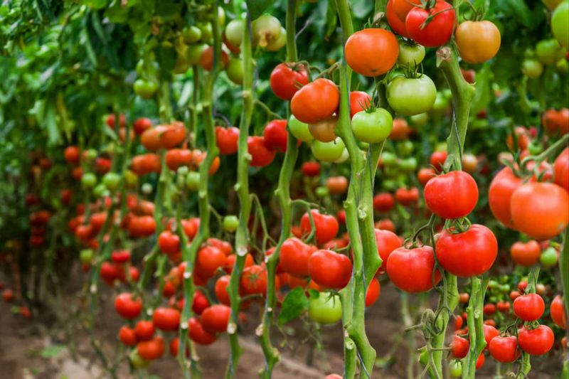 Tomatoes: The Culinary Chameleon
