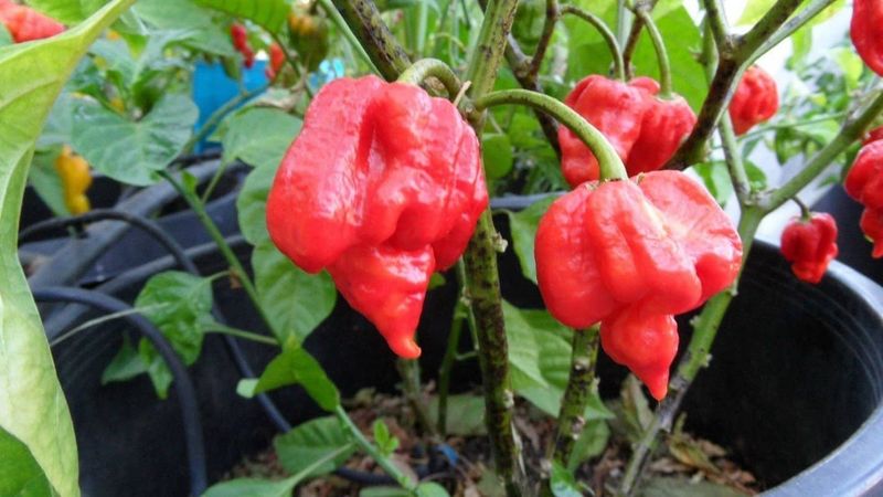 Butch T Trinidad Scorpion - The Record-Breaking Scorpion