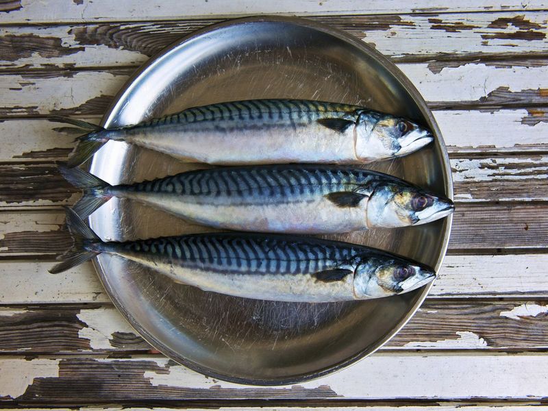 Fresh Mackerel
