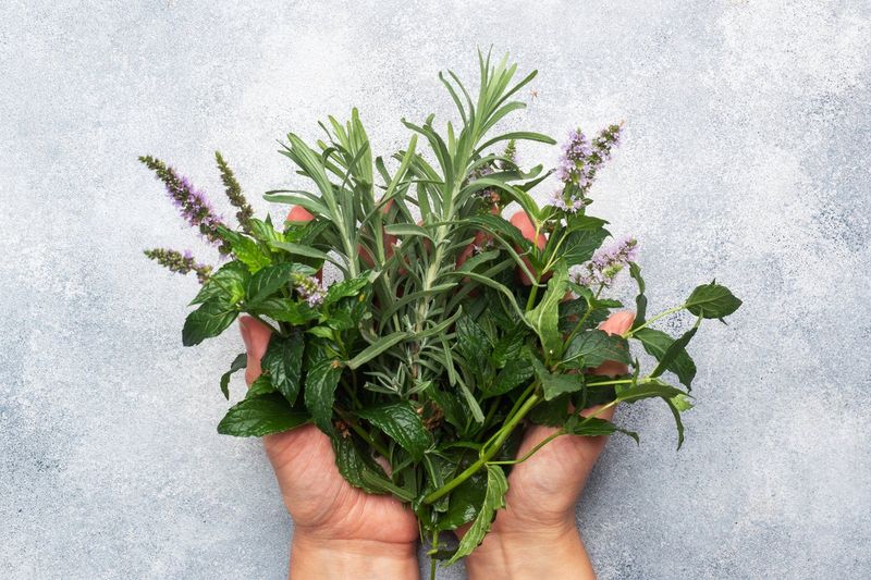 Reduces Inflammation In The Brain