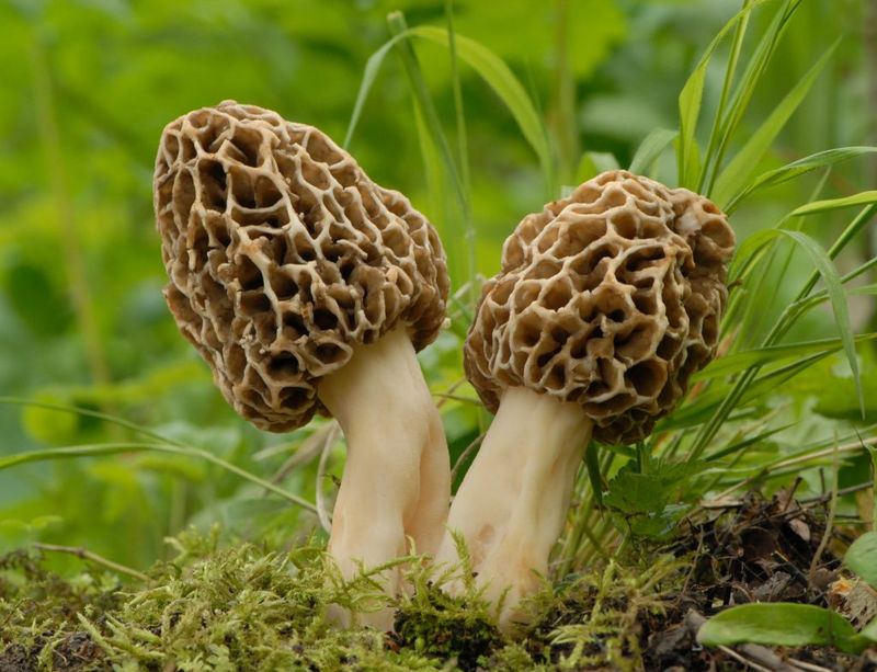 Wild Mushrooms