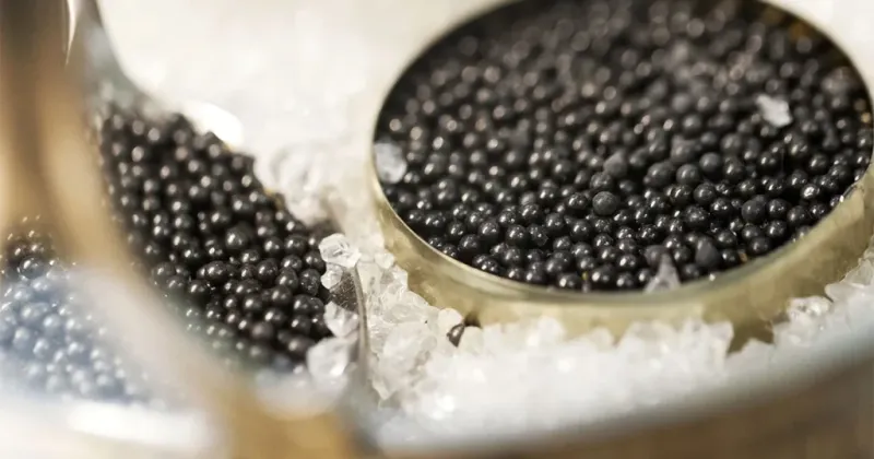Caviar