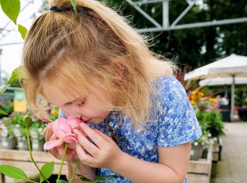 Dobbies Garden Centres