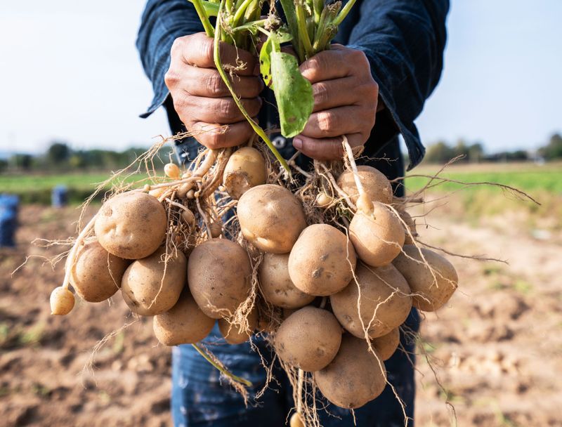 Potatoes: The World's Favourite Tuber