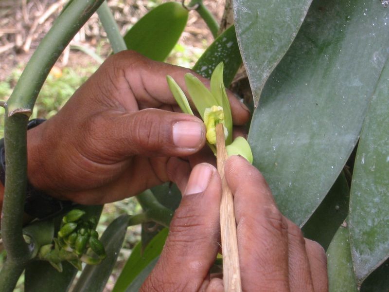 Hand-Pollination Revolution