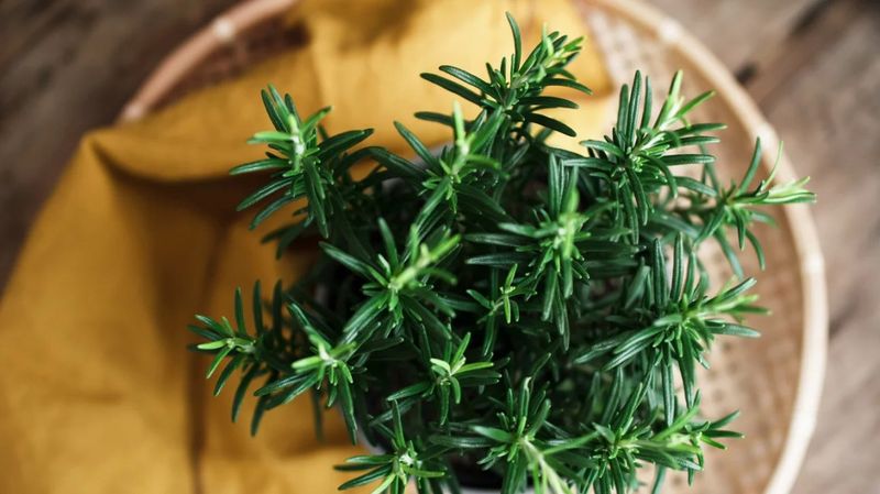Rosemary's Effect On Cholesterol Levels