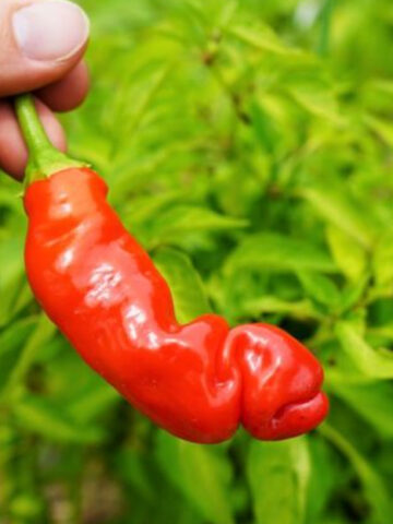 The Top 10 Hottest Chili Peppers In The World