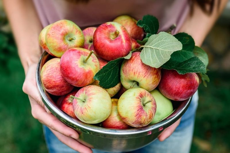 Apples