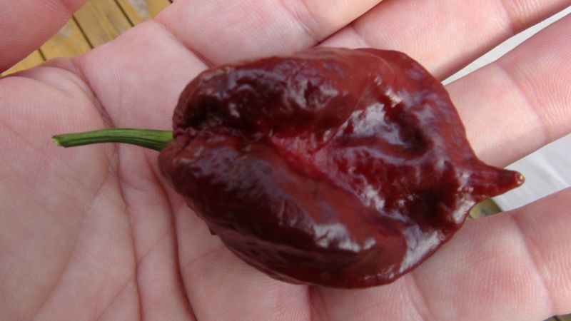 7 Pot Douglah - The Chocolate Destroyer