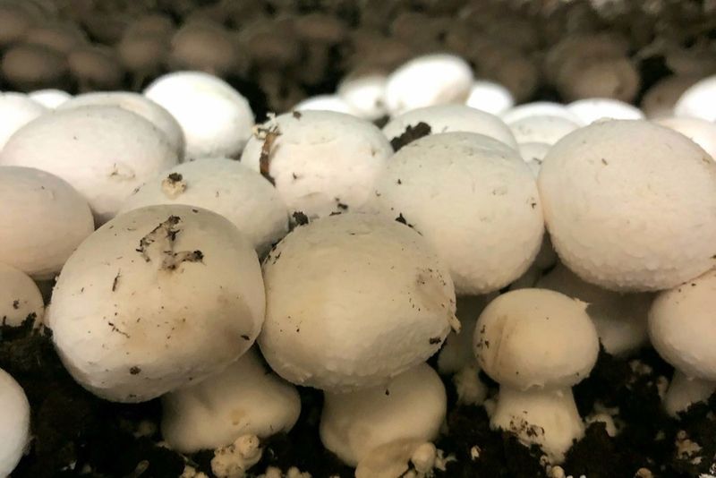 UV-Exposed Mushrooms