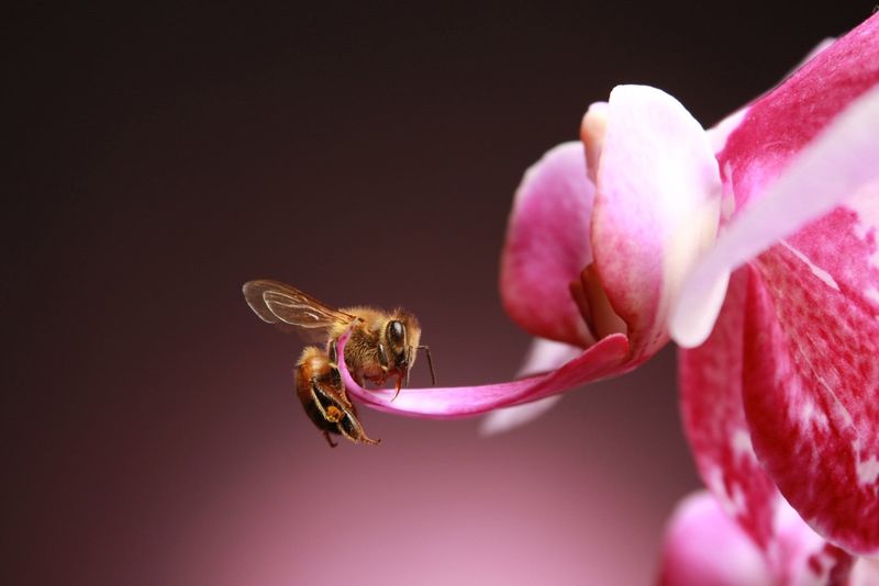 The Orchid's Pollination Mystery