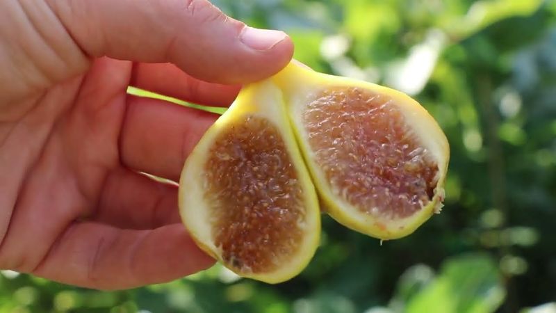 Kadota Figs