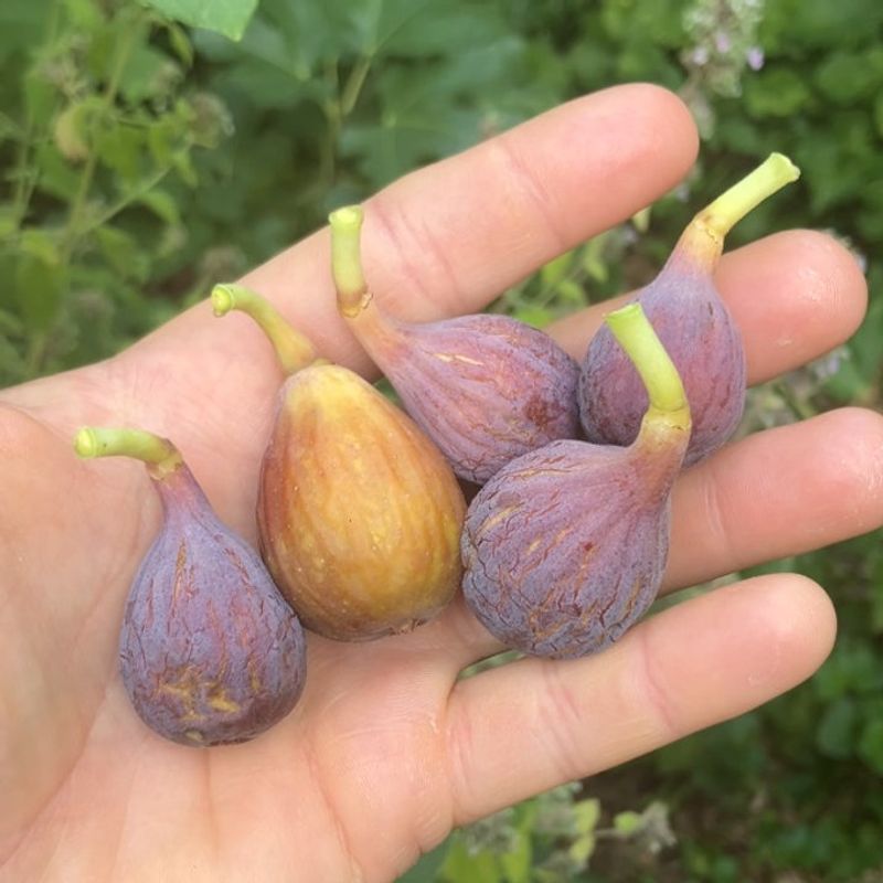 Celeste Figs