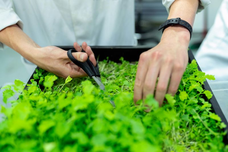 Grow Your Own Herbs And Vegetables