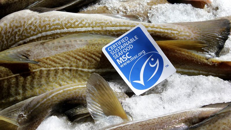 MSC Certified