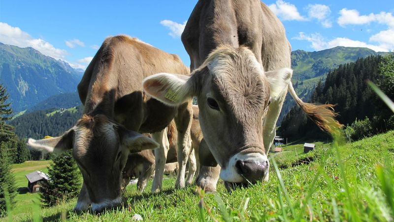 Do You Offer Any Grass-Fed Or Organic Beef Options?