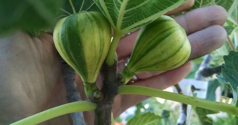 Panache (Tiger Stripe) Figs