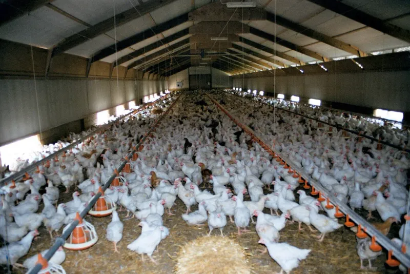 Free-Range
